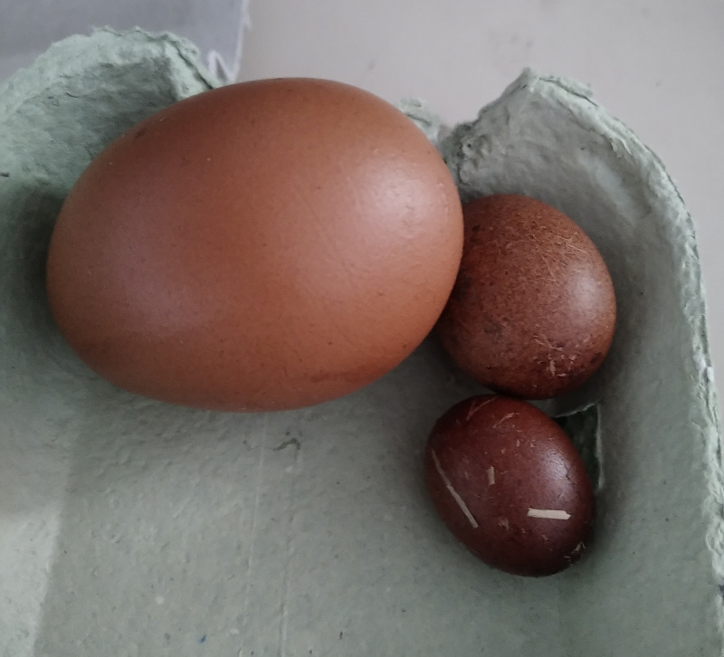 Des œufs un peu ratés, à coté d'un œuf de grosseur standard.